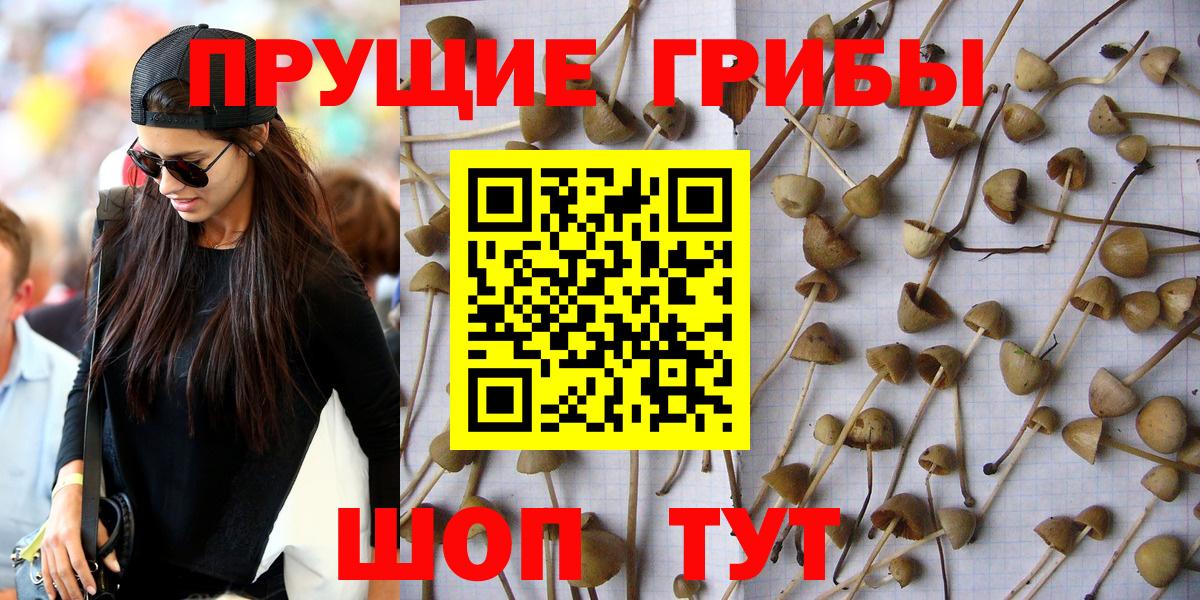 Ижевск  Псилоцибиновые грибы прущие грибы  Вход с VPN 